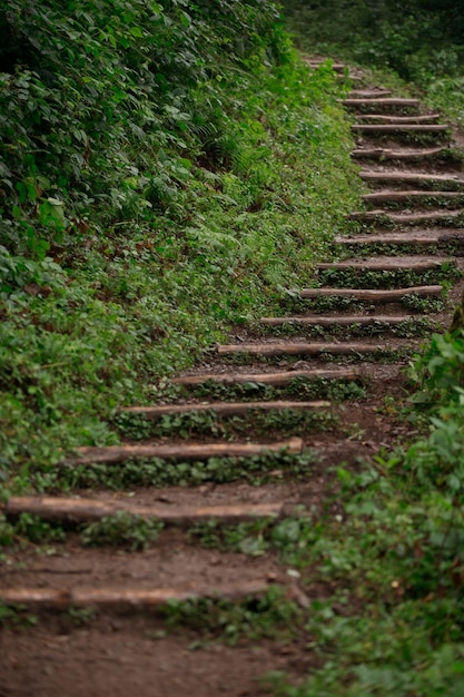 Unter den Pflanzen erhebt sich eine alte, kurvenreiche Treppe