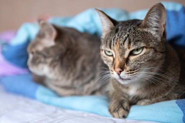 Unter der Decke liegen zwei graue Katzen. Nahaufnahme. Selektiver Fokus.