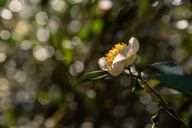 Unter der Sonne stehen Teeblüten mit weißen Blütenblättern und gelben Blütenkernen im wilden Teewald