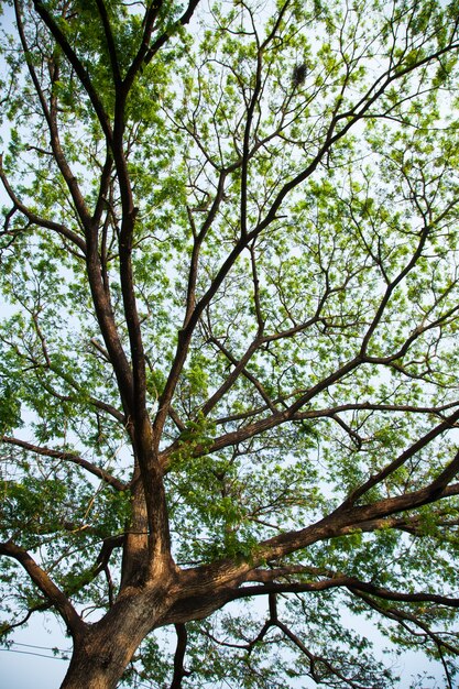 Unter einem großen Baum.