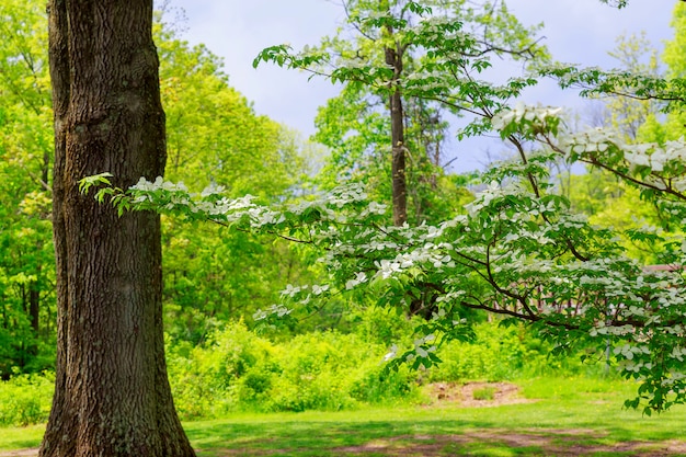 Unter großem grünem Baum. Natur zusammensetzung.