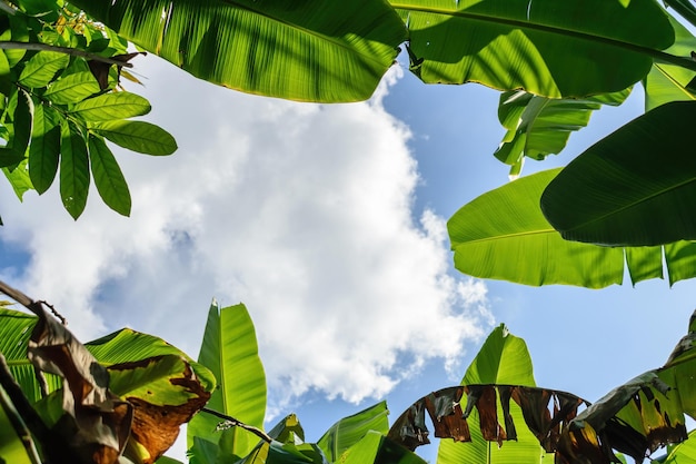 Unter grünen Blättern des Bananenbaums und blauem Himmel