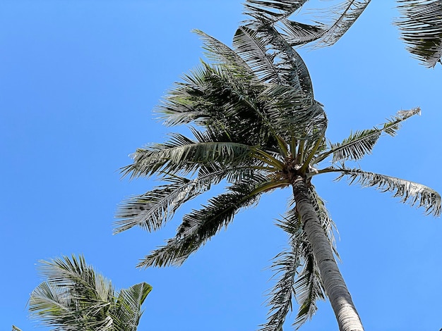 Unter Kokospalme mit blauem Himmel.