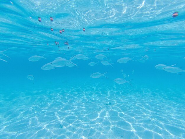 Foto unter wasser labuan bajo