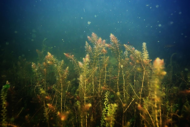 unter wasser see fluss natur