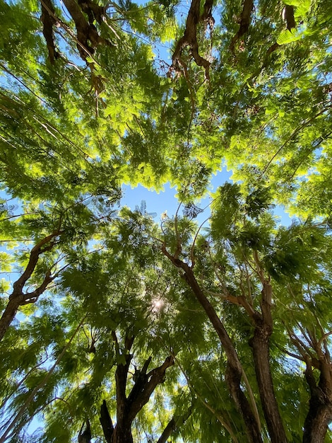 Foto unteransicht der baumkronen vor blauem himmel