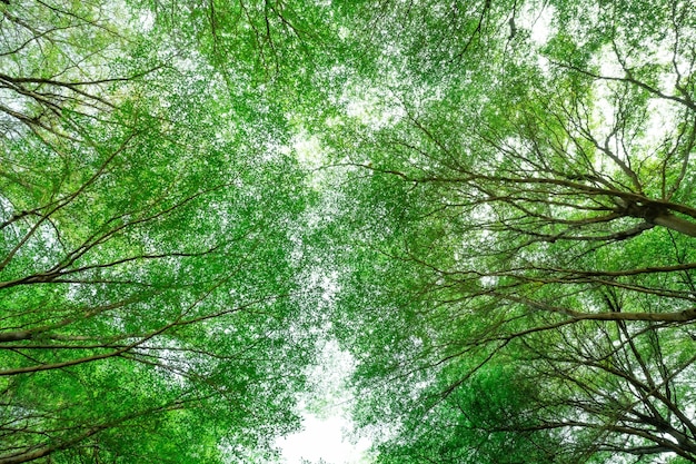 Unteransicht des Baums mit grünen Blättern und Zweigen im tropischen Wald Frische Umgebung im Park