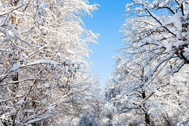 Unteransicht des blauen Himmels zwischen schneebedeckten Bäumen