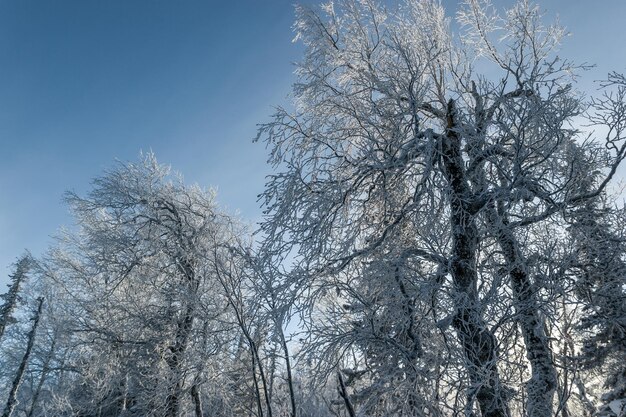 Unteransicht einer schneebedeckten Birke vor blauem Himmel