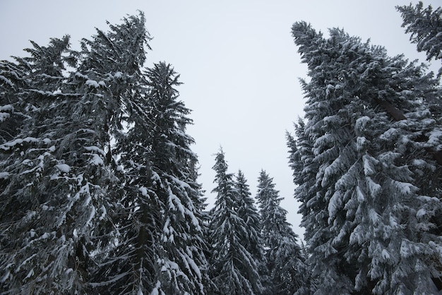 Unteransicht wachsen schöne schlanke schneebedeckte Tannen zwischen den malerischen Hügeln im Wald an einem wolkigen Wintertag