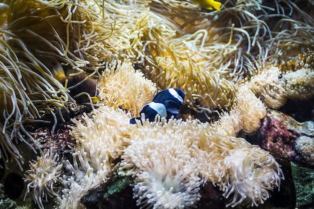 unterer Meeresboden mit Fischen und Korallenriffen