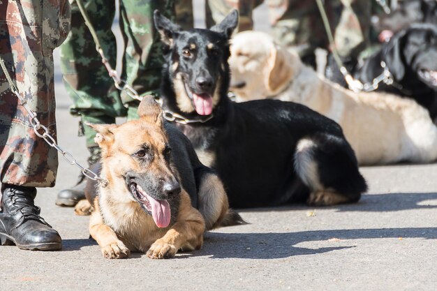 Foto unterer teil des hundes mit hunden