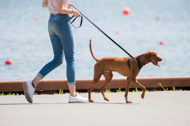 Unterer Teil einer Frau mit einem Hund, der am Strand spazieren geht