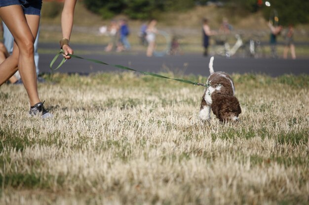 Foto unterer teil einer frau mit hund auf dem feld