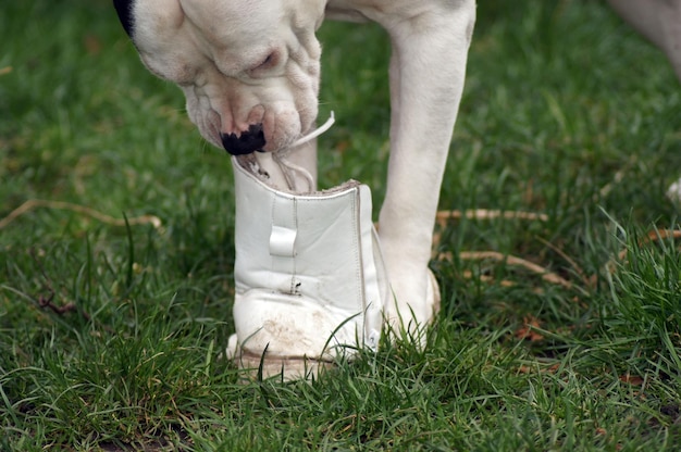 Foto unterer teil einer person mit hund auf dem gras