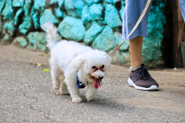 Unterer Teil einer Person mit Hund