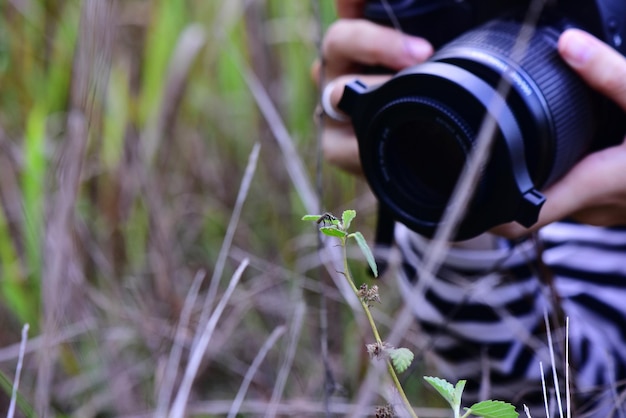 Unterer Teil eines Mannes, der ein Insekt auf einem Blatt durch eine Kamera fotografiert