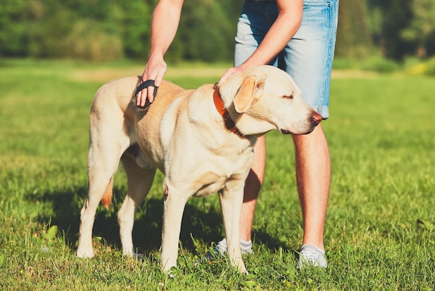 Unterer Teil eines Mannes, der einen Hund auf dem Feld pflegt