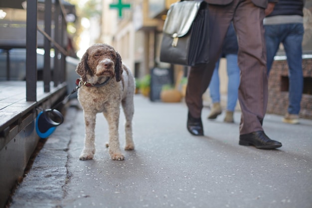 Unterer Teil eines Mannes, der mit dem Hund auf dem Fußweg geht