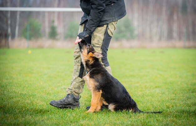 Foto unterer teil eines mannes mit hund auf dem gras