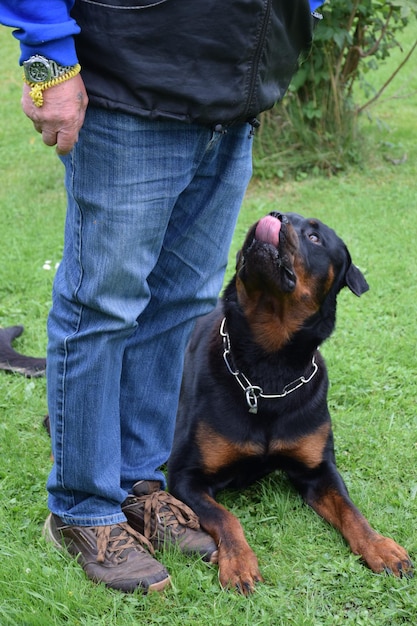 Unterer Teil eines Mannes mit Hund
