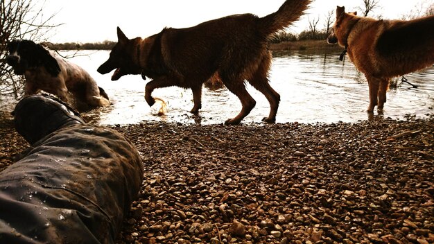 Foto unterer teil eines mannes mit hunden am seeufer