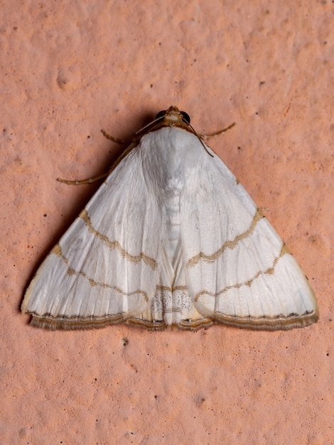 Unterflügelmotte der Art Eulepidotis deiliniaria in der Wand