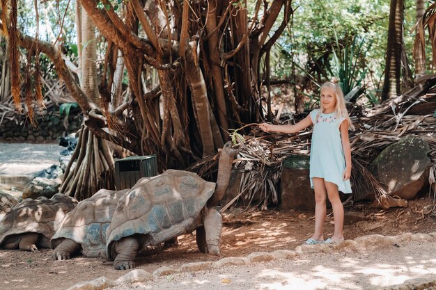 Unterhaltsame Familienunterhaltung auf Mauritius. Ein Mädchen füttert eine Riesenschildkröte im Zoo der Insel Mauritius