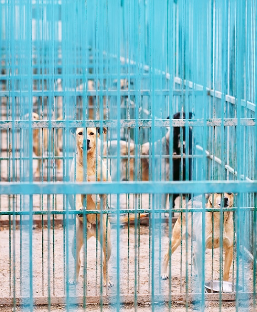 Unterschlupf für streunende Hunde.