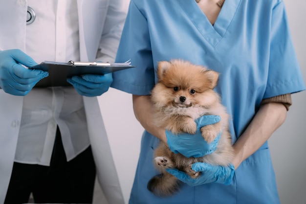 Untersuchen Sie den Atem des Tierarztes in Arbeitskleidung und hören Sie den Atem eines kleinen Hundetierklinik-Haustierpflegekonzepts