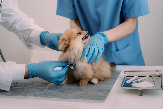 Untersuchen Sie den Atem des Tierarztes in Arbeitskleidung und hören Sie den Atem eines kleinen Hundetierklinik-Haustierpflegekonzepts