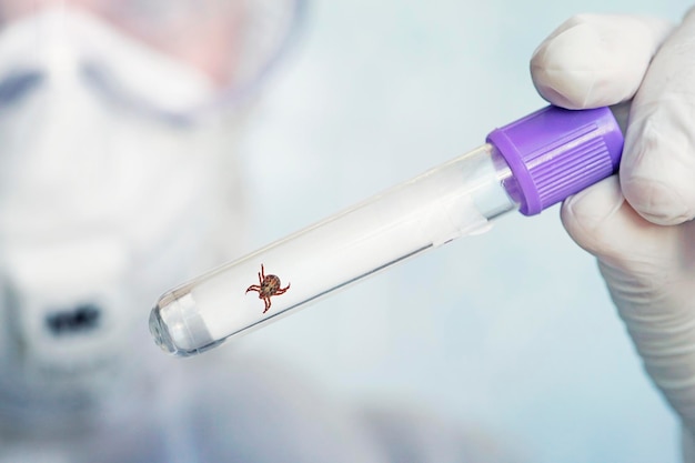 Untersuchung von Milben in einem wissenschaftlichen Labor für Enzephalitis oder Lyme-Borreliose Ein Parasit, der Krankheiten überträgt, die für den Menschen gefährlich sind