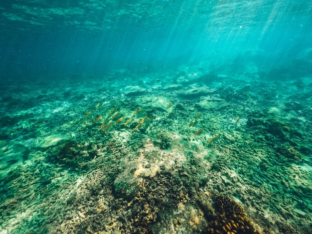 Unterwasser am Strand der Insel