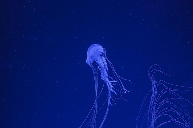 Unterwasser-Aufnahme der wunderschönen Chrysaora quinquecirha aus der Nähe