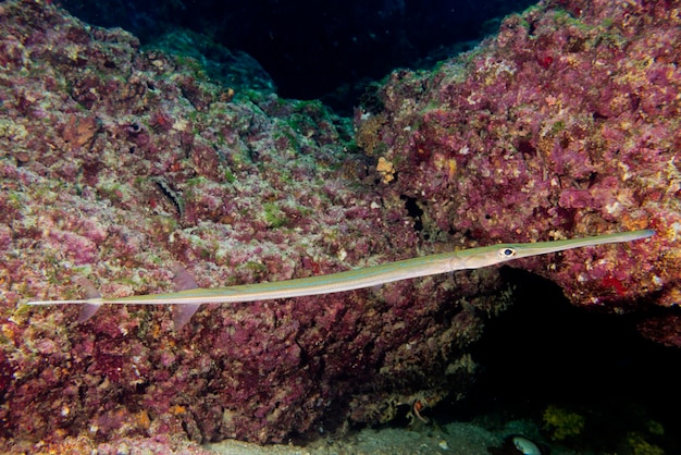 Unterwasser Cornetfish Porträt hautnah