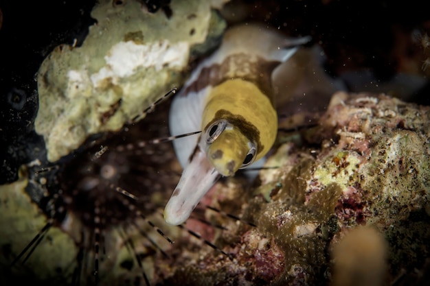 Unterwasser-Makrofotografie von Meerestieren. Vegetation, Lebewesen unter Wasser. Meereslebewesen unter Wasser im Ozean. Beobachtung Tierwelt. Tauchabenteuer im Roten Meer, Küste Afrikas