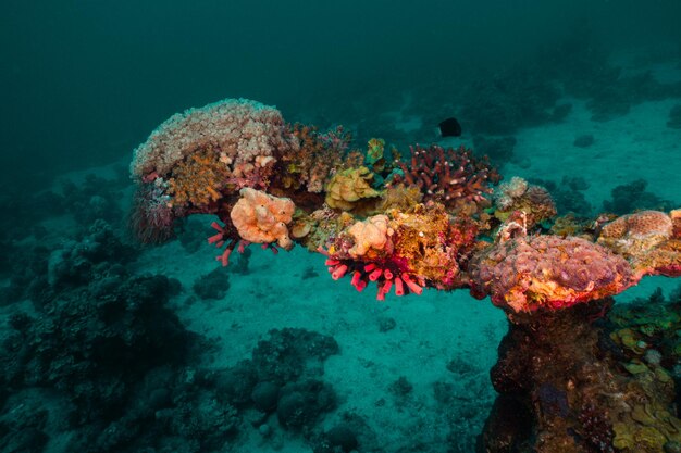 Unterwasser Rotes Meer