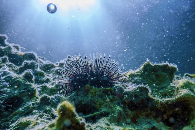 Unterwasser-Seeigel auf einem Felsen Nahaufnahme Unterwasser-Seeigel