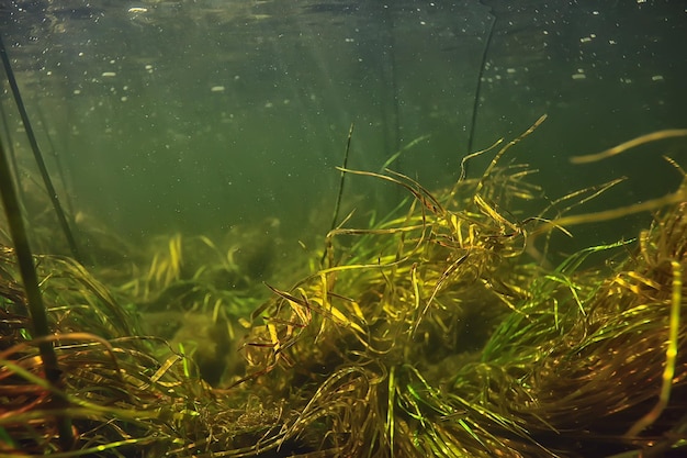 Unterwasser-Süßwasser grüner Hintergrund mit Sonnenstrahlen unter Wasser