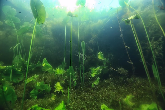 Unterwasser-Süßwasser-Grünlandschaft / Unterwasserlandschaft des Seeökosystems, Algen, grünes Wasser, Süßwasser