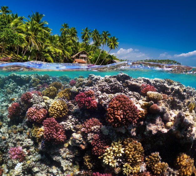 Foto unterwasser-szene mit riff und tropischen fischen schnorcheln im tropischen meer sommerurlaub am meer