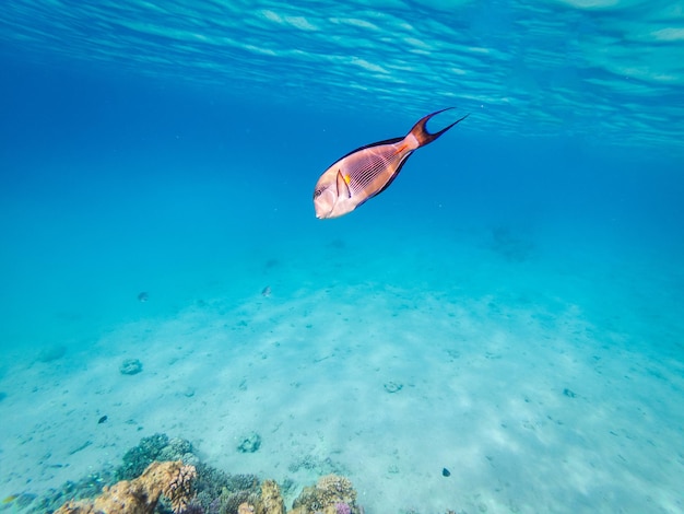 Unterwasseransicht auf Sohal-Doktorfischen am Korallenriff Rotes Meer