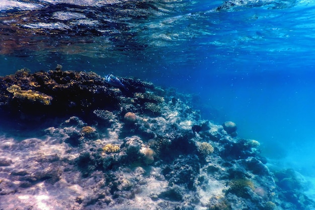 Unterwasseransicht des Korallenriffs Tropische Gewässer