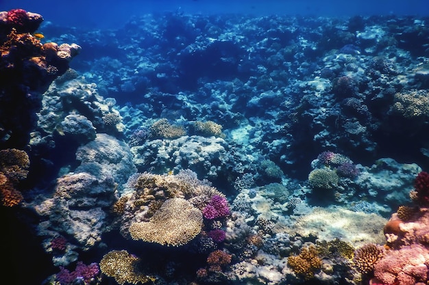 Unterwasseransicht des Korallenriffs Tropische Gewässer