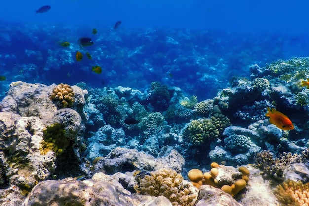 Unterwasseransicht des Korallenriffs Tropische Gewässer