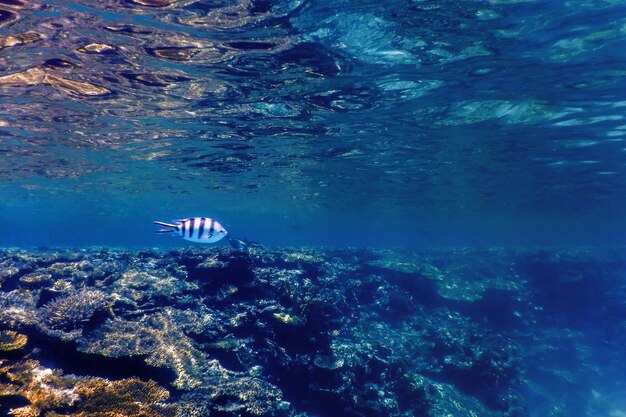 Foto unterwasseransicht des korallenriffs tropische gewässer