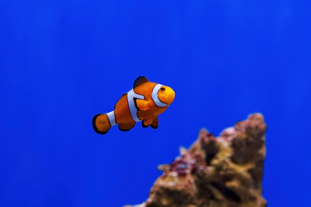 Unterwasseraufnahme von Fisch Amphiprion ocellaris