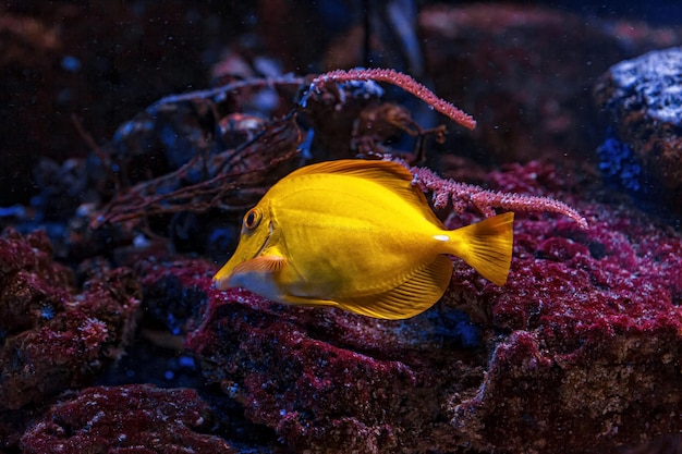 Unterwasseraufnahme von Fischen Zebrasoma flavescens