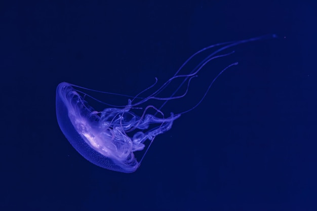 Unterwasseraufnahmen der wunderschönen Amakusa-Quallen, der kleinen Sanderia malayensis, aus nächster Nähe