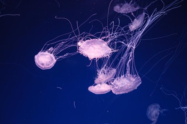 Unterwasseraufnahmen der wunderschönen Chrysaora lactea